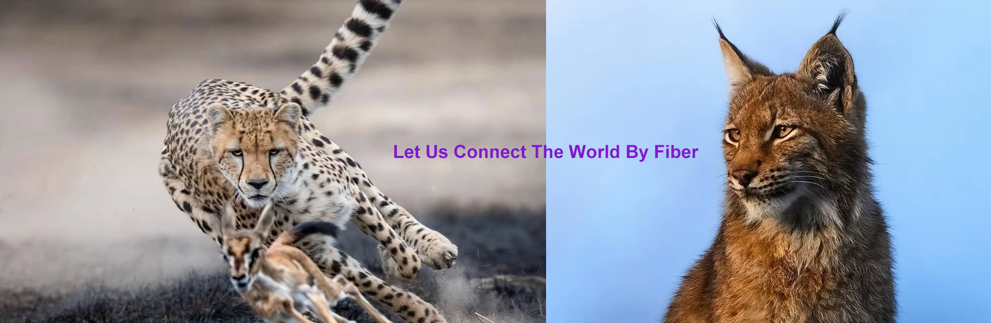 品質 光ファイバー配電ボックス 工場